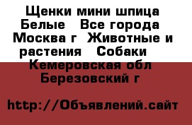 Щенки мини шпица Белые - Все города, Москва г. Животные и растения » Собаки   . Кемеровская обл.,Березовский г.